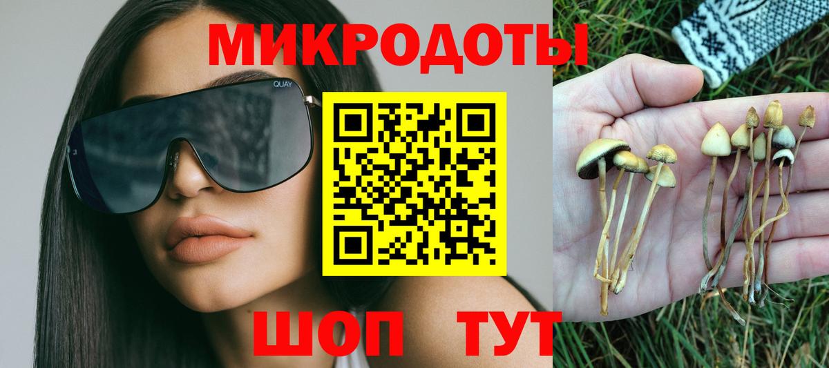 Галлюциногенные грибы Psilocybe Кизилюрт